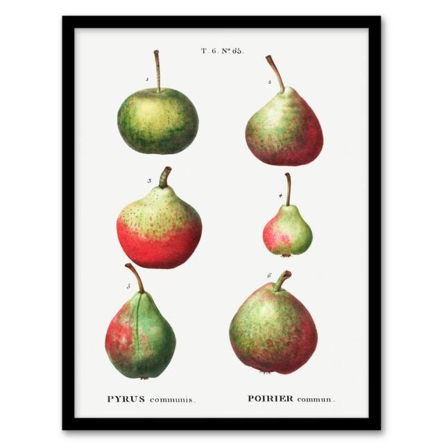 Artery8 Redoute Framed Wall Art Pear Fruit Varieties Vintage Illustration in White - Size: A4 - image 1