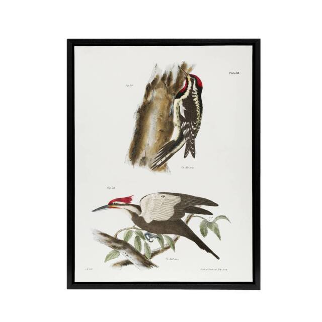 "Artery8 James De Kay Yellow Bellied & Crested Woodpecker Framed Canvas Art in White - Size: W12"" x H16""" - image 1
