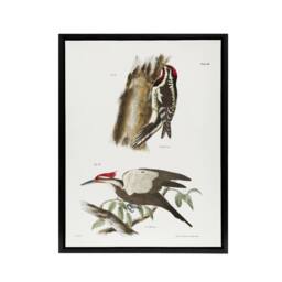 "Artery8 James De Kay Yellow Bellied & Crested Woodpecker Framed Canvas Art in White - Size: W12"" x H16""" - thumbnail 1