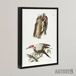 "Artery8 James De Kay Yellow Bellied & Crested Woodpecker Framed Canvas Art in White - Size: W12"" x H16""" - thumbnail 2