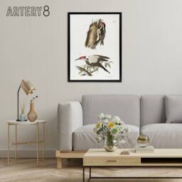 "Artery8 James De Kay Yellow Bellied & Crested Woodpecker Framed Canvas Art in White - Size: W12"" x H16""" - thumbnail 3
