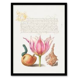 Artery8 Model Book of Calligraphy Framed Wall Art Pear Pink Tulip & Seashell in White - Size: A4 - thumbnail 1