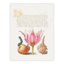 Artery8 Model Book of Calligraphy Framed Wall Art Pear Pink Tulip & Seashell in White - Size: A4 - thumbnail 3