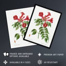 "Artery8 Trumpet Vine Flowers Redoute Vintage Framed Wall Art Print in White - Size: W12"" x H16""" - thumbnail 2