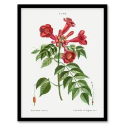 "Artery8 Trumpet Vine Flowers Redoute Vintage Framed Wall Art Print in White - Size: W12"" x H16""" - thumbnail 1