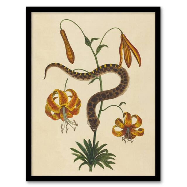 Artery8 Hog Nose Snake & Tiger Lily Mark Catesby Framed Wall Art Print in Beige - Size: A4 - image 1