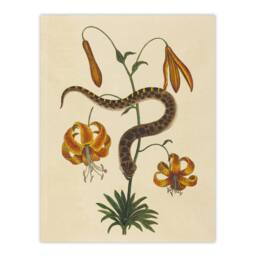 Artery8 Hog Nose Snake & Tiger Lily Mark Catesby Framed Wall Art Print in Beige - Size: A4 - thumbnail 3