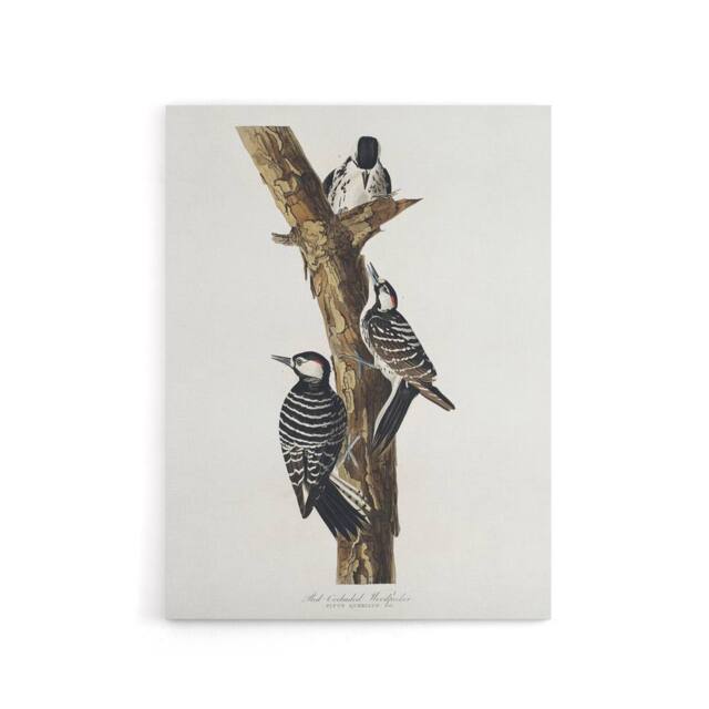 "Artery8 Red Cockaded Woodpecker Audubon Nature Canvas Wall Art in White - Size: W18"" x H24""" - image 1