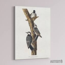"Artery8 Red Cockaded Woodpecker Audubon Nature Canvas Wall Art in White - Size: W18"" x H24""" - thumbnail 2
