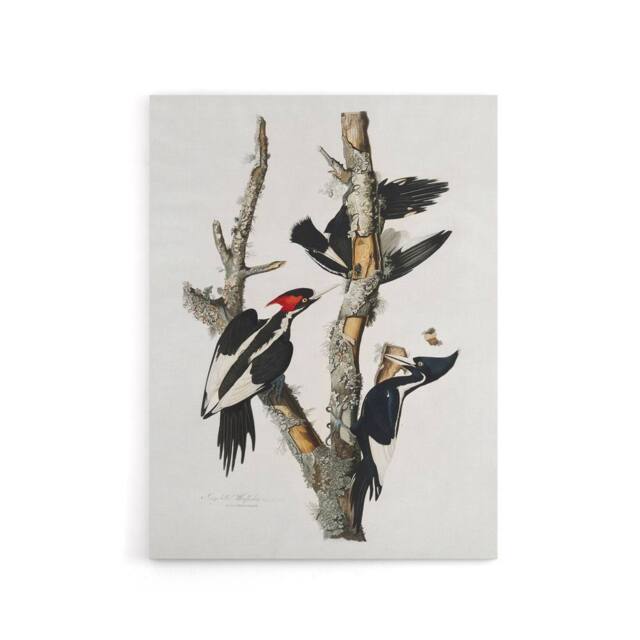 "Artery8 Ivory Billed Woodpecker Audubon Nature Canvas Wall Art in White - Size: W18"" x H24""" - image 1