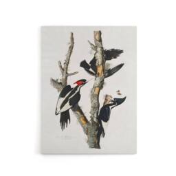 "Artery8 Ivory Billed Woodpecker Audubon Nature Canvas Wall Art in White - Size: W18"" x H24""" - thumbnail 1