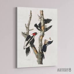 "Artery8 Ivory Billed Woodpecker Audubon Nature Canvas Wall Art in White - Size: W18"" x H24""" - thumbnail 2