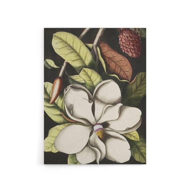 "Artery8 Laurel Tree Magnolia Altissima Flower Catesby Canvas Wall Art - Size: W18"" x H24""" - image 1