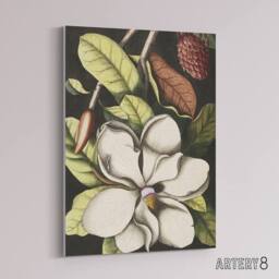 "Artery8 Laurel Tree Magnolia Altissima Flower Catesby Canvas Wall Art - Size: W18"" x H24""" - thumbnail 2