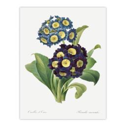 "Artery8 Floral Primula Auricula Redoute Vintage Wall Art Print Poster in White - Size: W18"" x H24""" - thumbnail 1