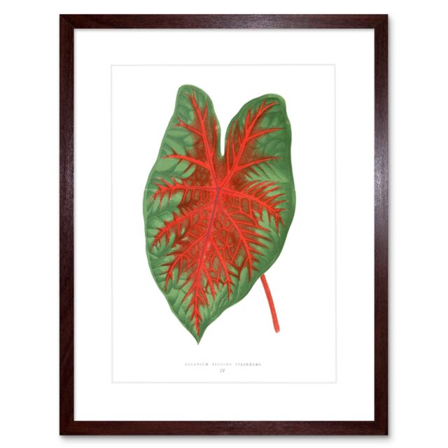 "Artery8 Wall Art Print Leaf Caladium Bicolor Spendens Art Framed 9x7 inch in Brown - Size: W7"" x H9""" - image 1