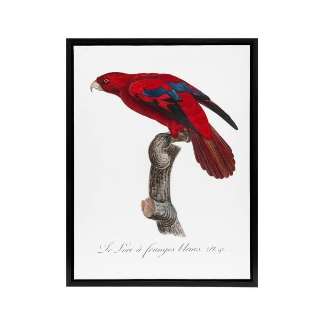 "Artery8 The Blue Fringed Red Lori Parrot Levaillant Framed Canvas Wall Art in White - Size: W12"" x H16""" - image 1