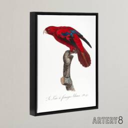 "Artery8 The Blue Fringed Red Lori Parrot Levaillant Framed Canvas Wall Art in White - Size: W12"" x H16""" - thumbnail 2