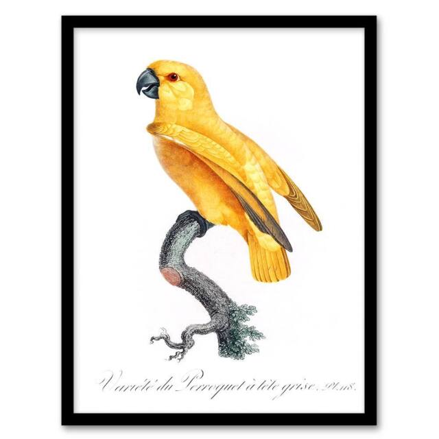 Artery8 Francois Levaillant Framed Wall Art Print Lutino Senegal Parrot in White - Size: A4 - image 1