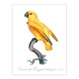 Artery8 Francois Levaillant Framed Wall Art Print Lutino Senegal Parrot in White - Size: A4 - thumbnail 3