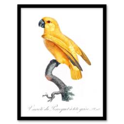 Artery8 Francois Levaillant Framed Wall Art Print Lutino Senegal Parrot in White - Size: A4 - thumbnail 1