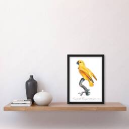 Artery8 Francois Levaillant Framed Wall Art Print Lutino Senegal Parrot in White - Size: A4 - thumbnail 2