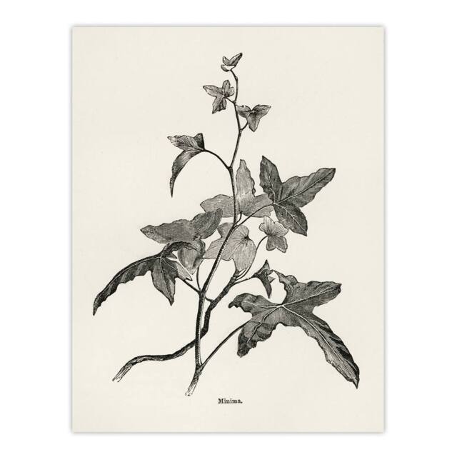 "Artery8 Vintage Botanical Minima Ivy Shirley Hibberd Wall Art Poster Print in White - Size: W12"" x H16""" - image 1