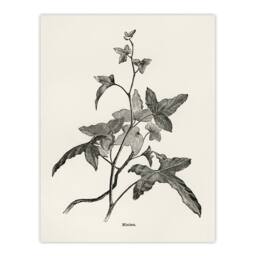 "Artery8 Vintage Botanical Minima Ivy Shirley Hibberd Wall Art Poster Print in White - Size: W12"" x H16""" - thumbnail 1