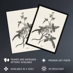 "Artery8 Vintage Botanical Minima Ivy Shirley Hibberd Wall Art Poster Print in White - Size: W12"" x H16""" - thumbnail 2