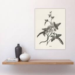 "Artery8 Vintage Botanical Minima Ivy Shirley Hibberd Wall Art Poster Print in White - Size: W12"" x H16""" - thumbnail 4