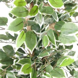 Leaf Artificial Ficus Tree Plant White Edge Bushy 130cm Plants Copper Metal Planter in Green - thumbnail 2
