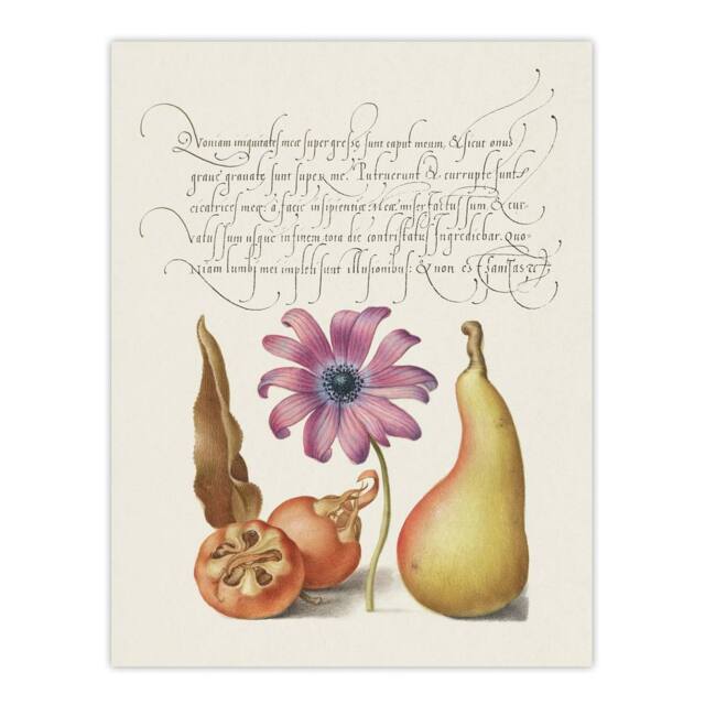 "Artery8 Medlar Poppy Anemone & Pear Calligraphy Wall Art Poster Print in White - Size: W12"" x H16""" - image 1