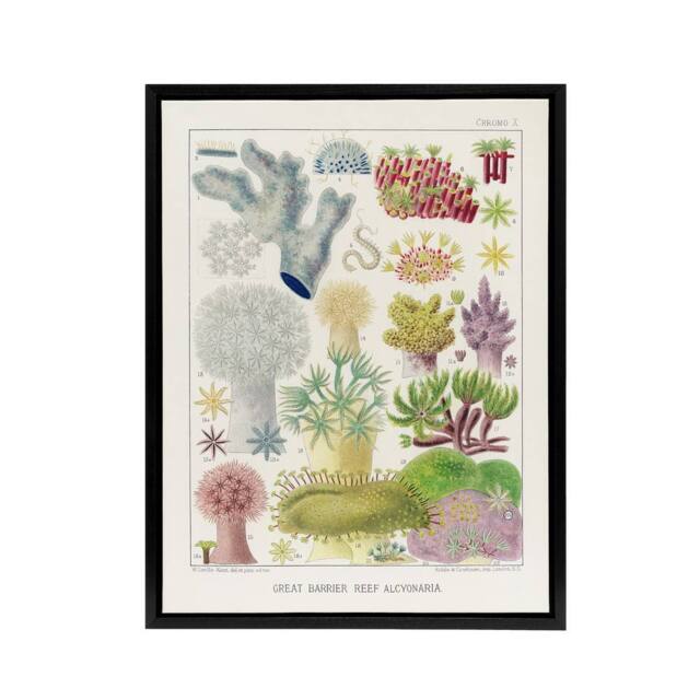 "Artery8 Great Barrier Reef Alcyonaria Kent Framed Canvas Wall Art Print in White - Size: W12"" x H16""" - image 1