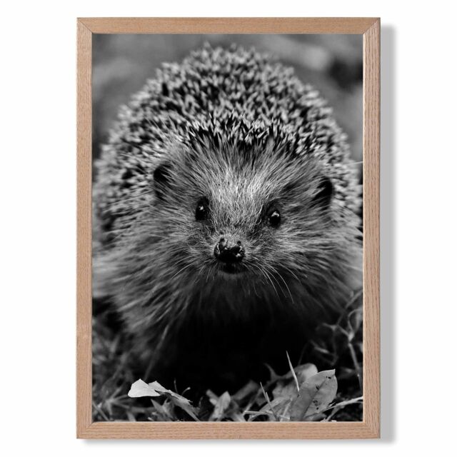 ARTZE Curious Hedghog Animal Black & White Photo Framed Print SIZE: A4 with Oak Frame - image 1