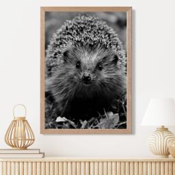 ARTZE Curious Hedghog Animal Black & White Photo Framed Print SIZE: A4 with Oak Frame - thumbnail 2