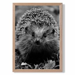 ARTZE Curious Hedghog Animal Black & White Photo Framed Print SIZE: A4 with Oak Frame