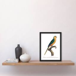 "Artery8 The Yellow Fronted Parakeet Levaillant Framed Wall Art Print in White - Size: W12"" x H16""" - thumbnail 4