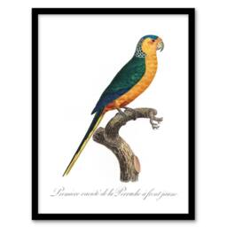 "Artery8 The Yellow Fronted Parakeet Levaillant Framed Wall Art Print in White - Size: W12"" x H16""" - thumbnail 1
