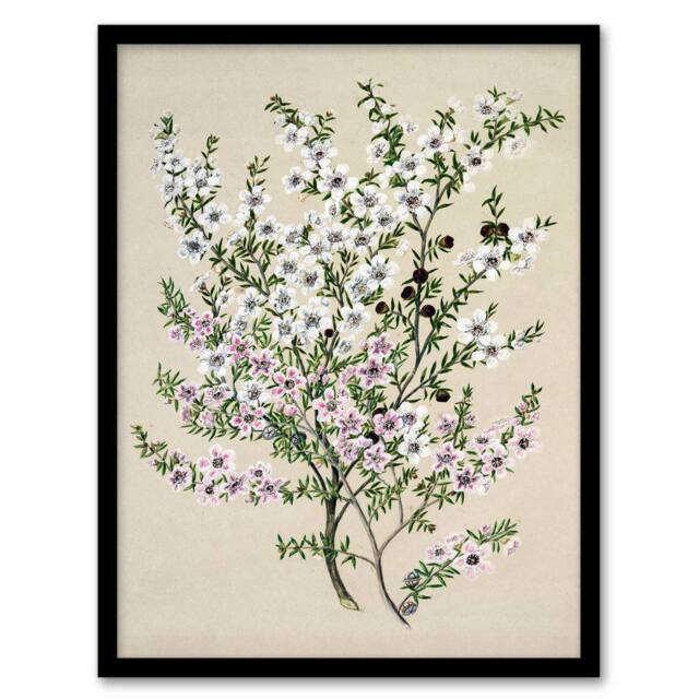 Artery8 Sarah Featon Framed Wall Art Print New Zealand Manuka Flowering Plant in Beige - Size: A4 - image 1