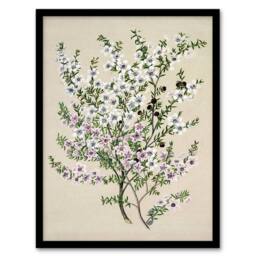 Artery8 Sarah Featon Framed Wall Art Print New Zealand Manuka Flowering Plant in Beige - Size: A4 - thumbnail 1