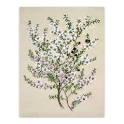 Artery8 Sarah Featon Framed Wall Art Print New Zealand Manuka Flowering Plant in Beige - Size: A4 - thumbnail 3