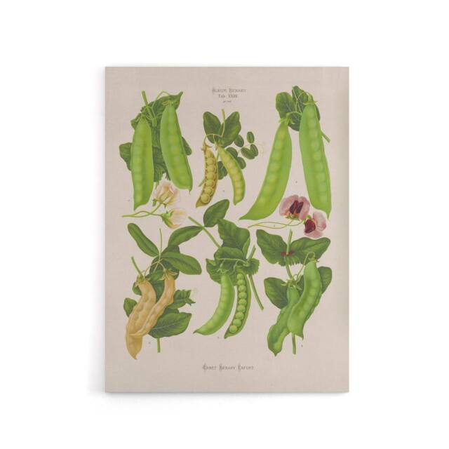 "Artery8 Sugar Peas Vintage Illustration Ernst Benary Canvas Wall Art Print in White - Size: W12"" x H16""" - image 1