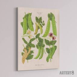 "Artery8 Sugar Peas Vintage Illustration Ernst Benary Canvas Wall Art Print in White - Size: W12"" x H16""" - thumbnail 2