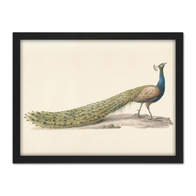 "Artery8 Wall Art Print Pieter Pietersz Barbiers Blue Peacock Still Life Large Framed Wall Décor Art in Brown - Size: W18"" x H24""" - image 1