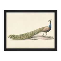 "Artery8 Wall Art Print Pieter Pietersz Barbiers Blue Peacock Still Life Large Framed Wall Décor Art in Brown - Size: W18"" x H24""" - thumbnail 1