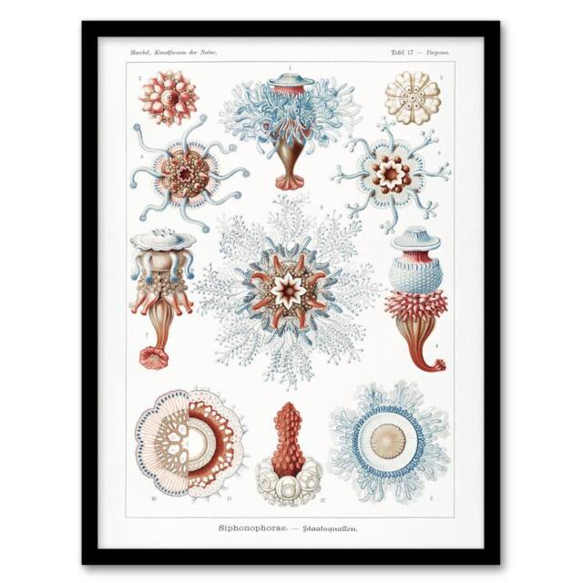 Artery8 Siphonophorae Marine Life Haeckel Botanical Framed Wall Art Print in White - Size: A4 - image 1