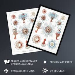 Artery8 Siphonophorae Marine Life Haeckel Botanical Framed Wall Art Print in White - Size: A4 - thumbnail 2