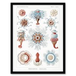 Artery8 Siphonophorae Marine Life Haeckel Botanical Framed Wall Art Print in White - Size: A4 - thumbnail 1
