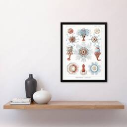 Artery8 Siphonophorae Marine Life Haeckel Botanical Framed Wall Art Print in White - Size: A4 - thumbnail 4
