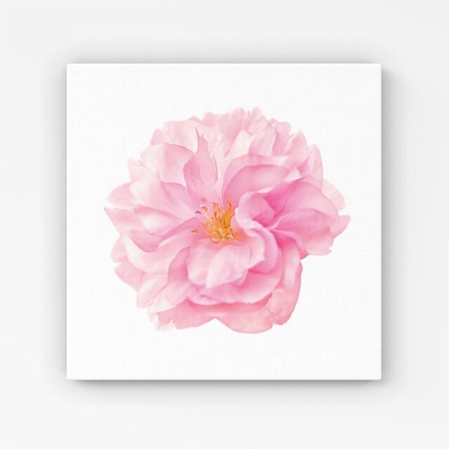 Warren Reed - Designer Single Cherry Blossom Canvas in Pink - Size: w40 inch x h40 inch - image 1